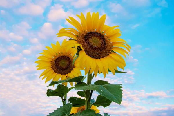 Sunflowers in a field with a sunset behind