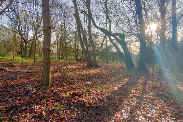 Autumnal forest with sun shining through the trees