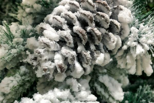Snow covered pinecone