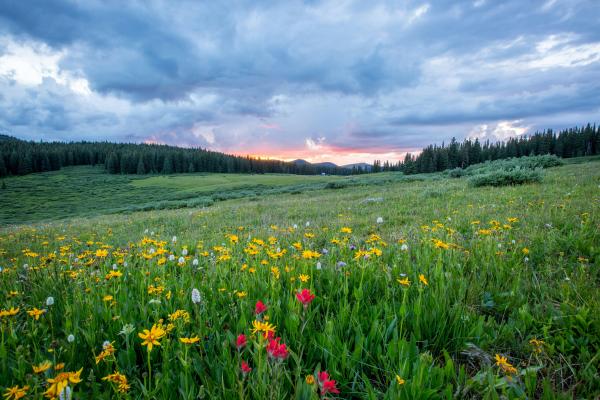Spring meadow full of flowers with sun setting in the background