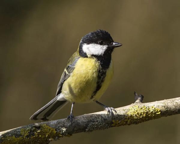 Great Tit bird. Black and white head with a yellow chest with a black streak and black and white tail. By Bob Coyle via the Wildlife Trust